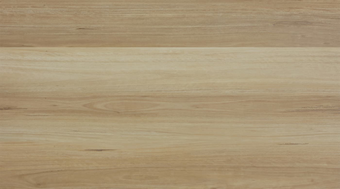 Coastal Blackbutt