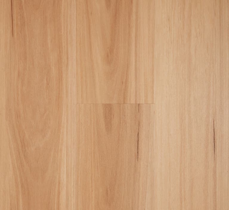 Blackbutt