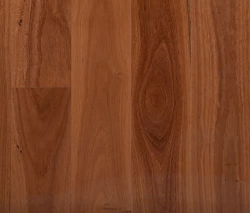 Sydney Blue Gum