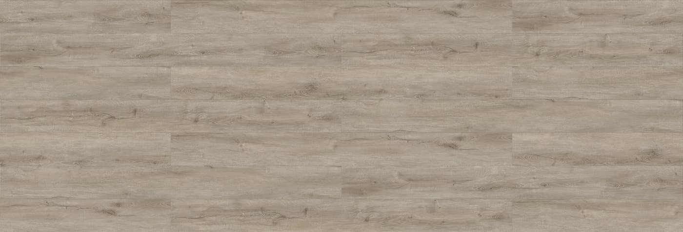 Silver Gum