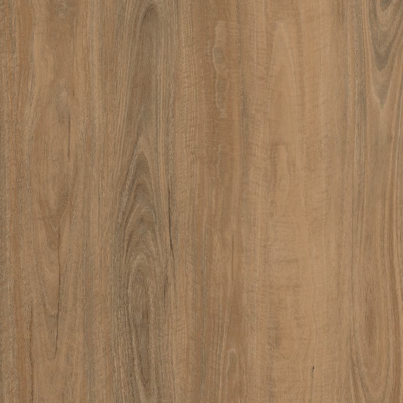 Bright Spotted Gum