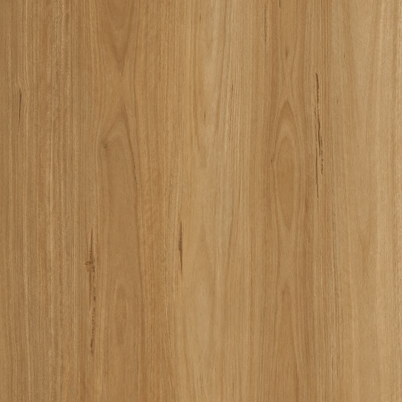 Hazel Blackbutt
