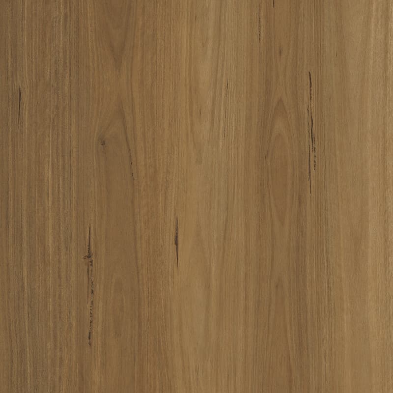 Tawny Blackbutt