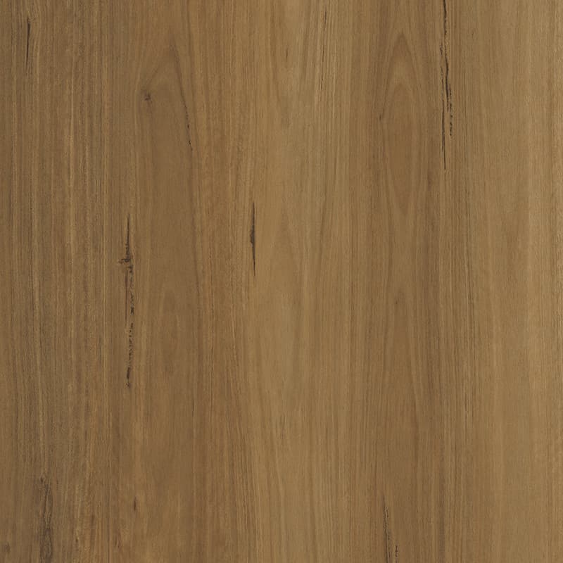 Tawny Blackbutt