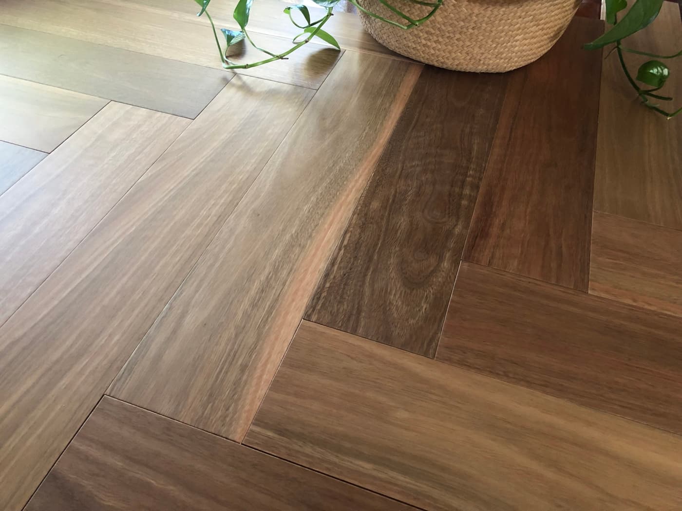 Spotted Gum
