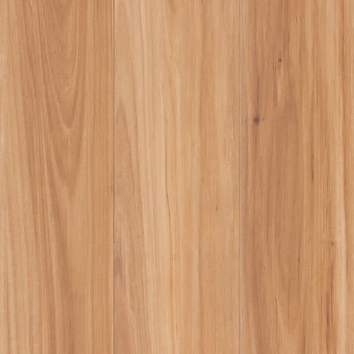 Blackbutt